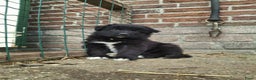 Kruising honden te koop: Lieve duitse herder x border collie pups - Advertentie 19