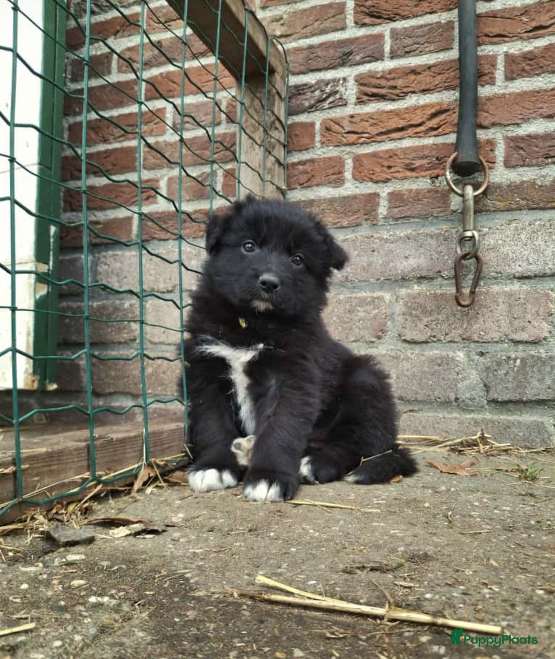 Kruising honden te koop: Lieve duitse herder x border collie pups - Advertentie 19