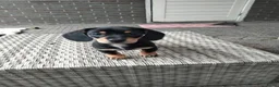 Kruising honden te koop: Te koop mooie lieve teckel pups  - Advertentie 6