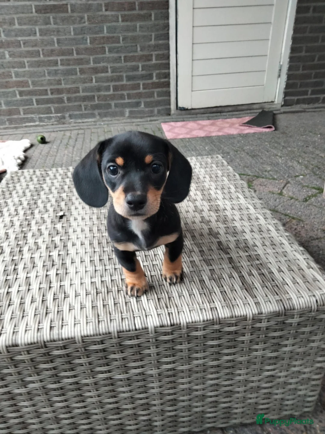 Kruising honden te koop: Te koop mooie lieve teckel pups  - Advertentie 6