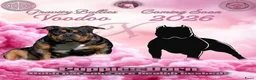 Amerikaanse Bully honden te koop: American Bully pocket pups verwacht - Advertentie 1