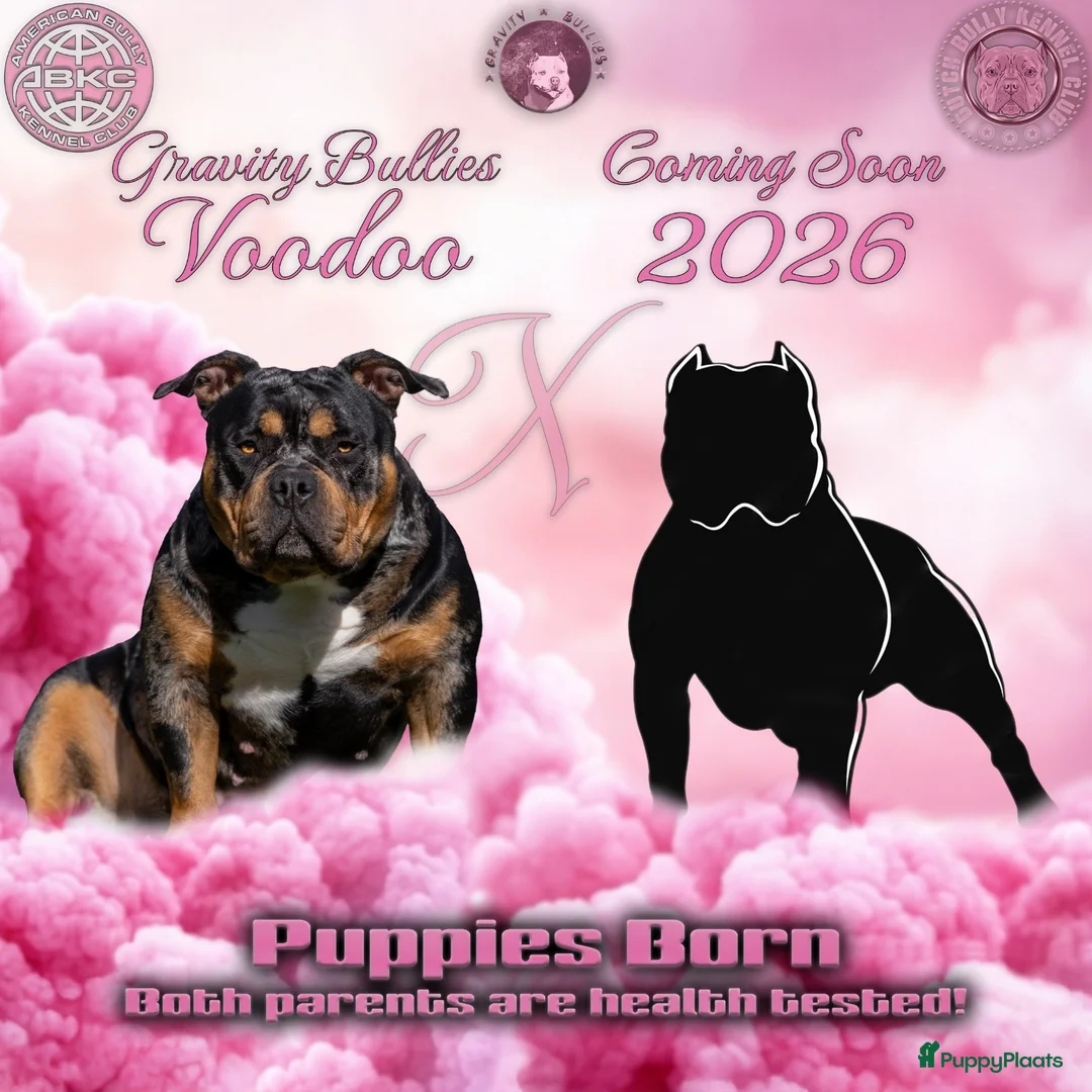 Amerikaanse Bully honden te koop: American Bully pocket pups verwacht - Advertentie 1
