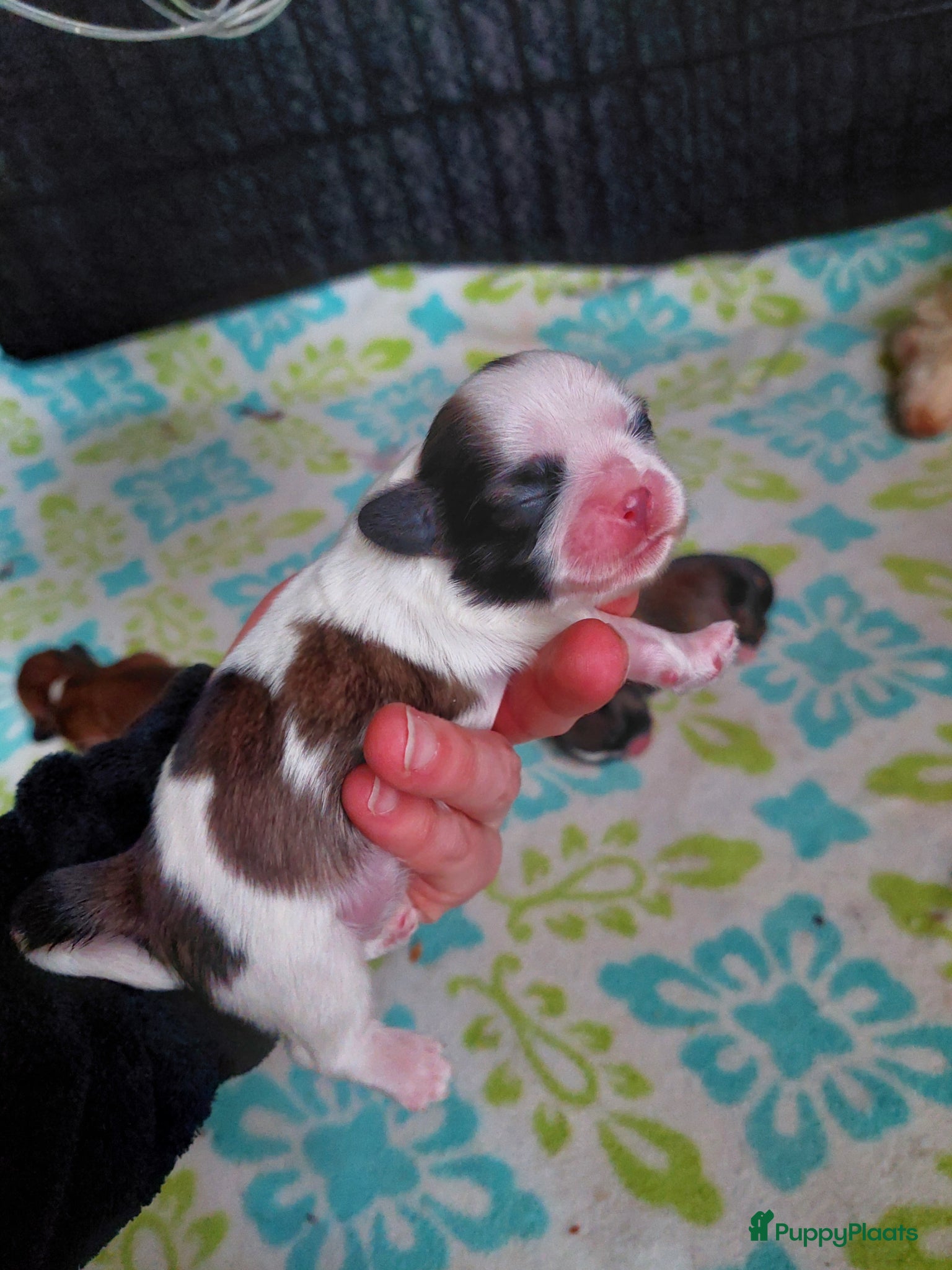 Shih Tzu honden Shih tzu pups  - Advertentie 1