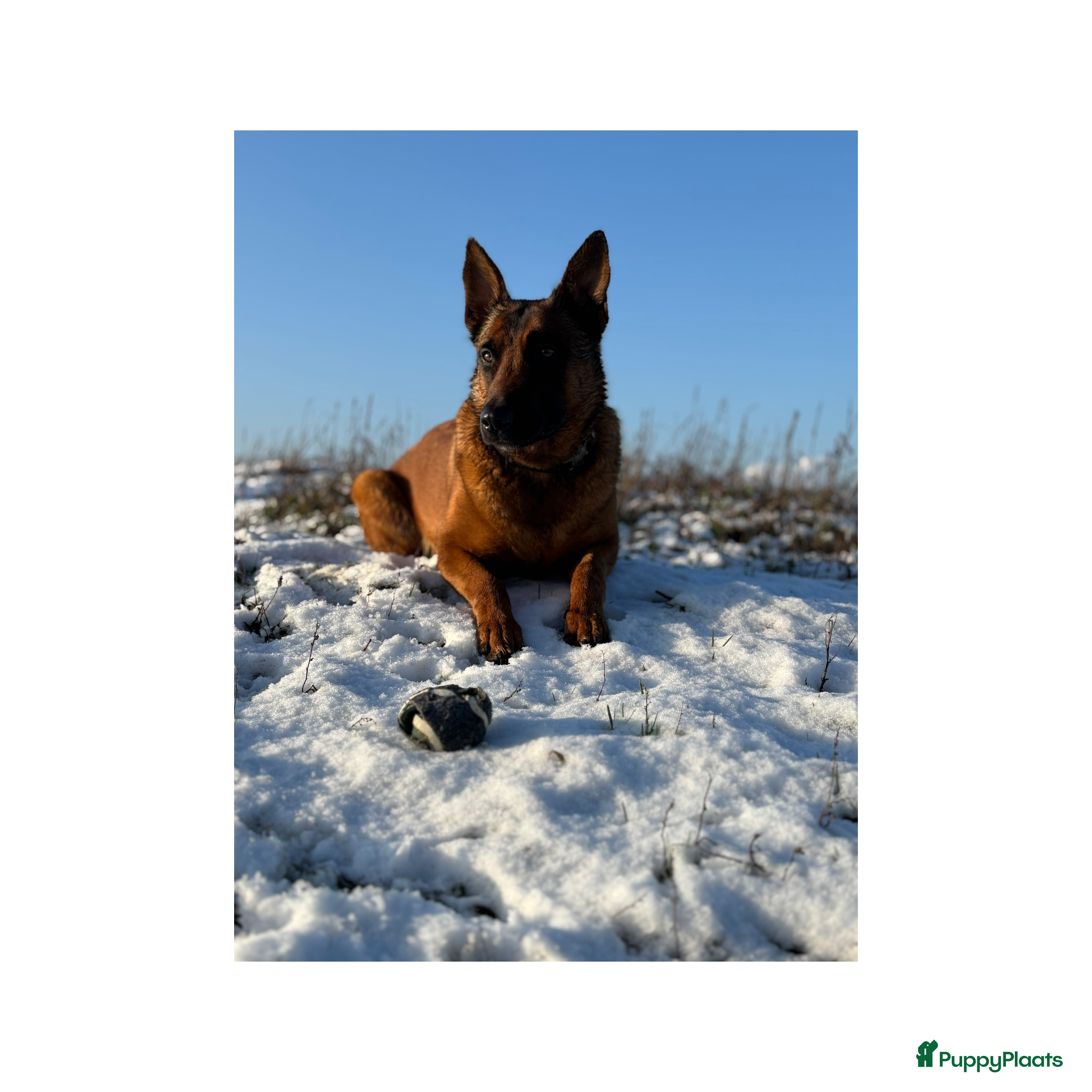 Kruising honden Mechelse herder & rotweiler - Advertentie 6