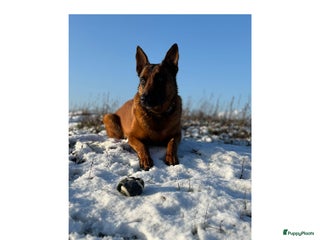 Kruising honden Mechelse herder & rotweiler - Advertentie 2