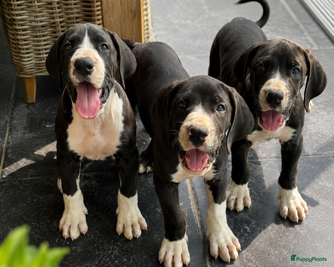 Duitse Dog honden Prachtige Duitse Dog pups verwacht – eind oktober - Advertentie 1