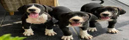 Duitse Dog honden te koop: Prachtige Duitse Dog pups zoeken een thuis - Advertentie 11
