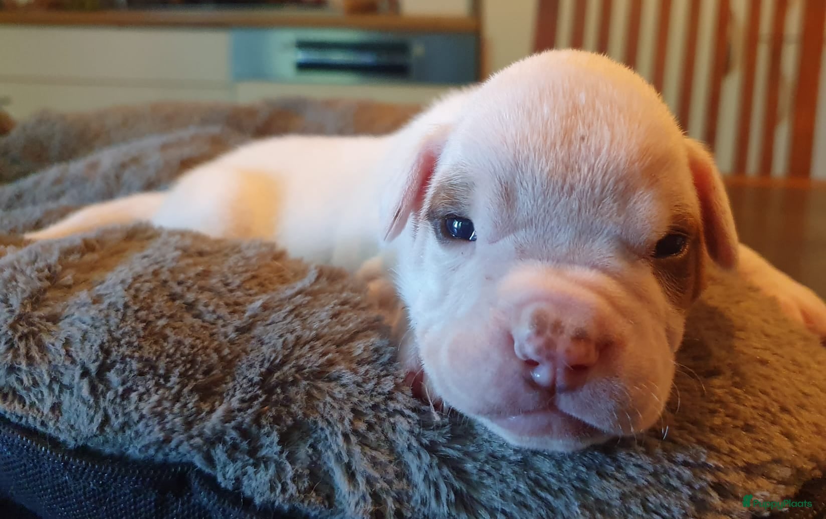 Amerikaanse Bulldog honden Mooie en gezonde Amerikaanse bulldog pups - Advertentie 1