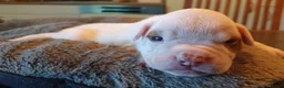 Amerikaanse Bulldog honden te koop: Mooie en gezonde Amerikaanse bulldog pups - Advertentie 1