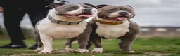 Amerikaanse Bully honden te koop: American Bully XL pups verwacht in Loosdrecht - Advertentie 7