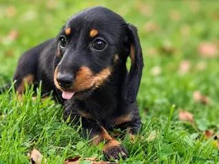 Kruising honden Teckel pups - Advertentie 15
