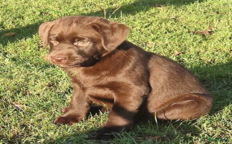 Labrador Retriever honden Mooie bruine labrador pups - Advertentie 2