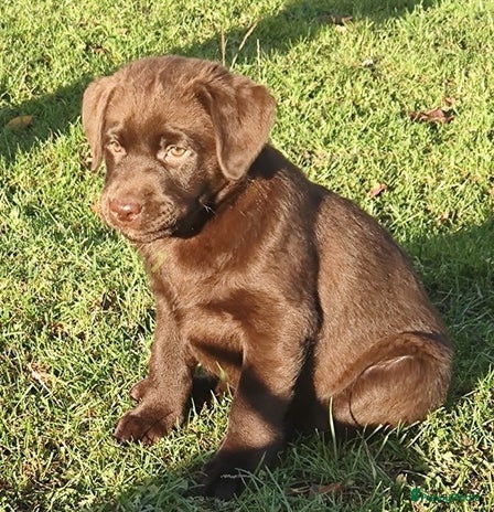 Labrador Retriever honden Mooie bruine labrador pups - Advertentie 2