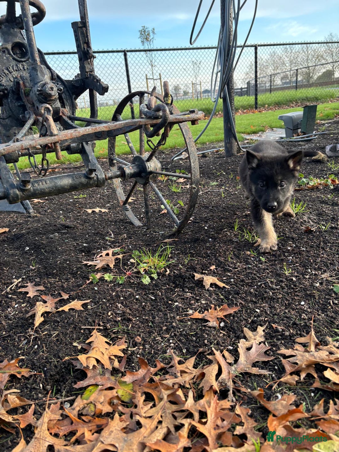 Duitse Herder honden te koop: Duitse herder pups -10 WK- nog 1 pup beschikbaar! - Advertentie 29