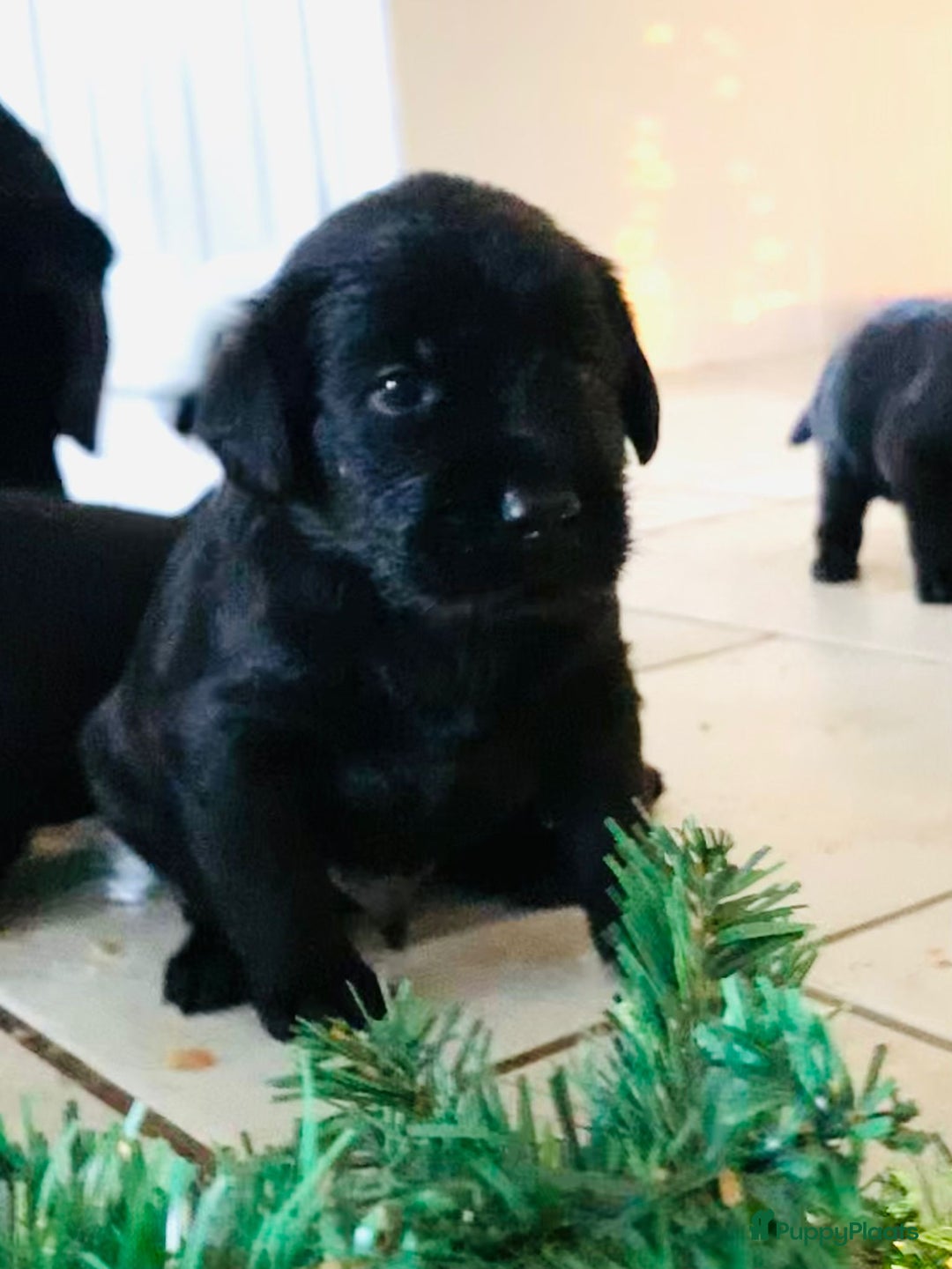 Kruising honden te koop: Puppy’s te koop – Labrador x Riesenschnauzer mix - Advertentie 15
