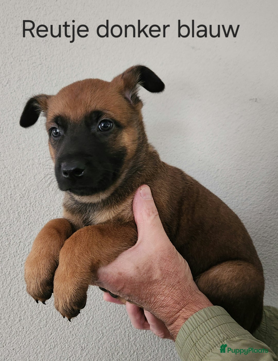 Mechelse Herder honden te koop: Mechelse Herder pups  - Advertentie 8