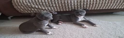 American Staffordshire Terriër honden te koop: American Staffordshire Terrier-last 3 puppies !!! - Advertentie 3