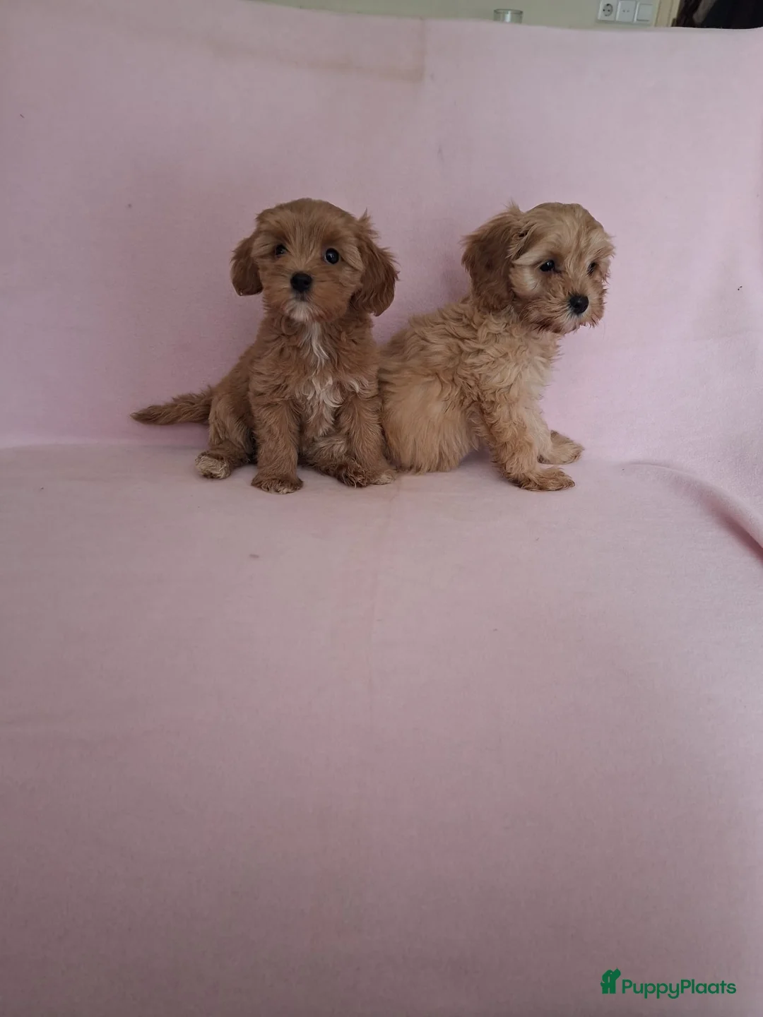 Cavapoo honden te koop: cavapoo puppen beschikbaar - Advertentie 2