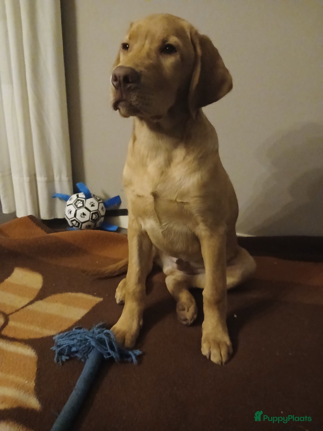 Labrador Retriever honden te koop: Te koop mooie labrador reu - Advertentie 3
