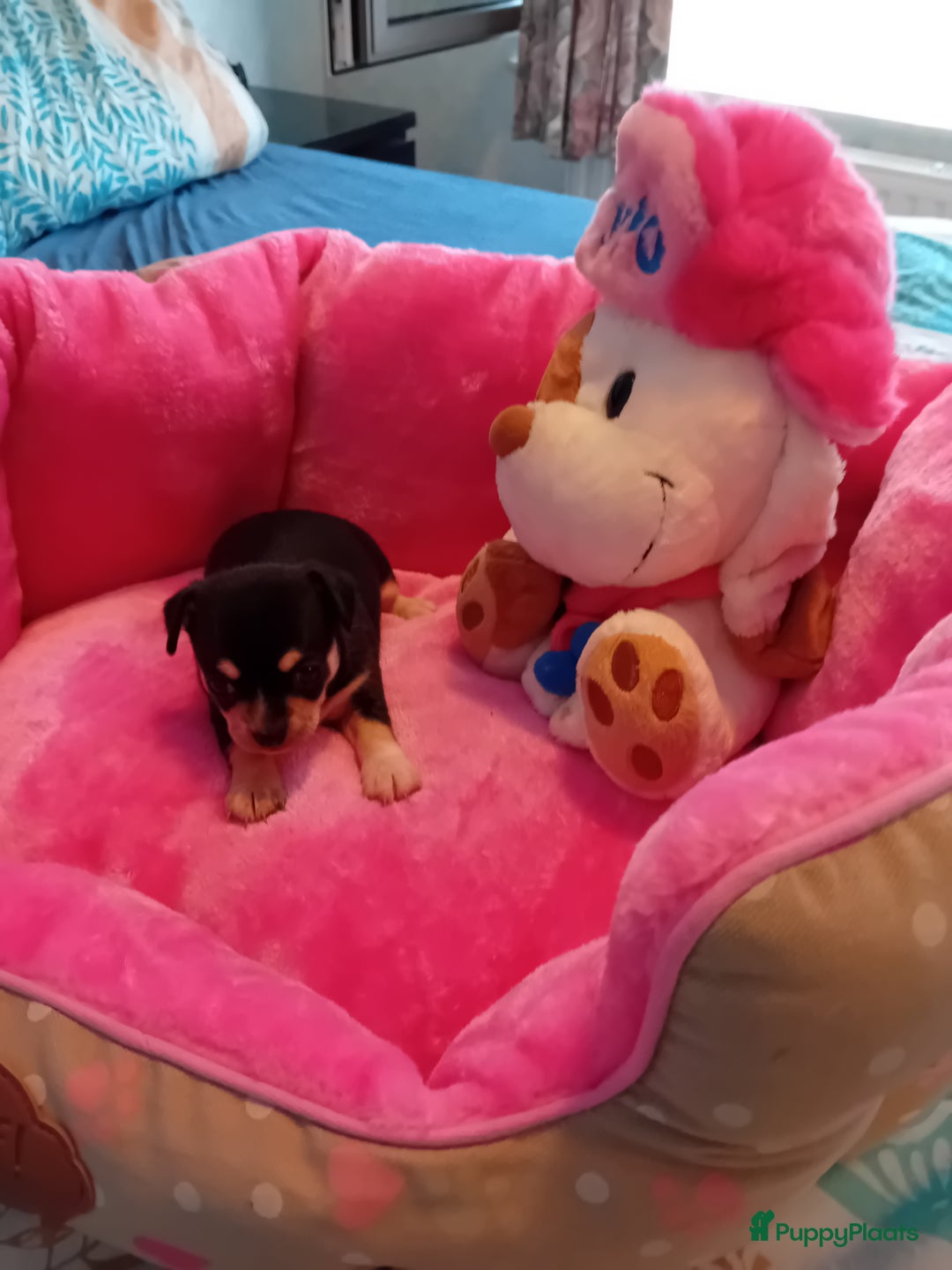 Chihuahua honden te koop: Prachtig kortharig chihuahuapupje - Advertentie 1