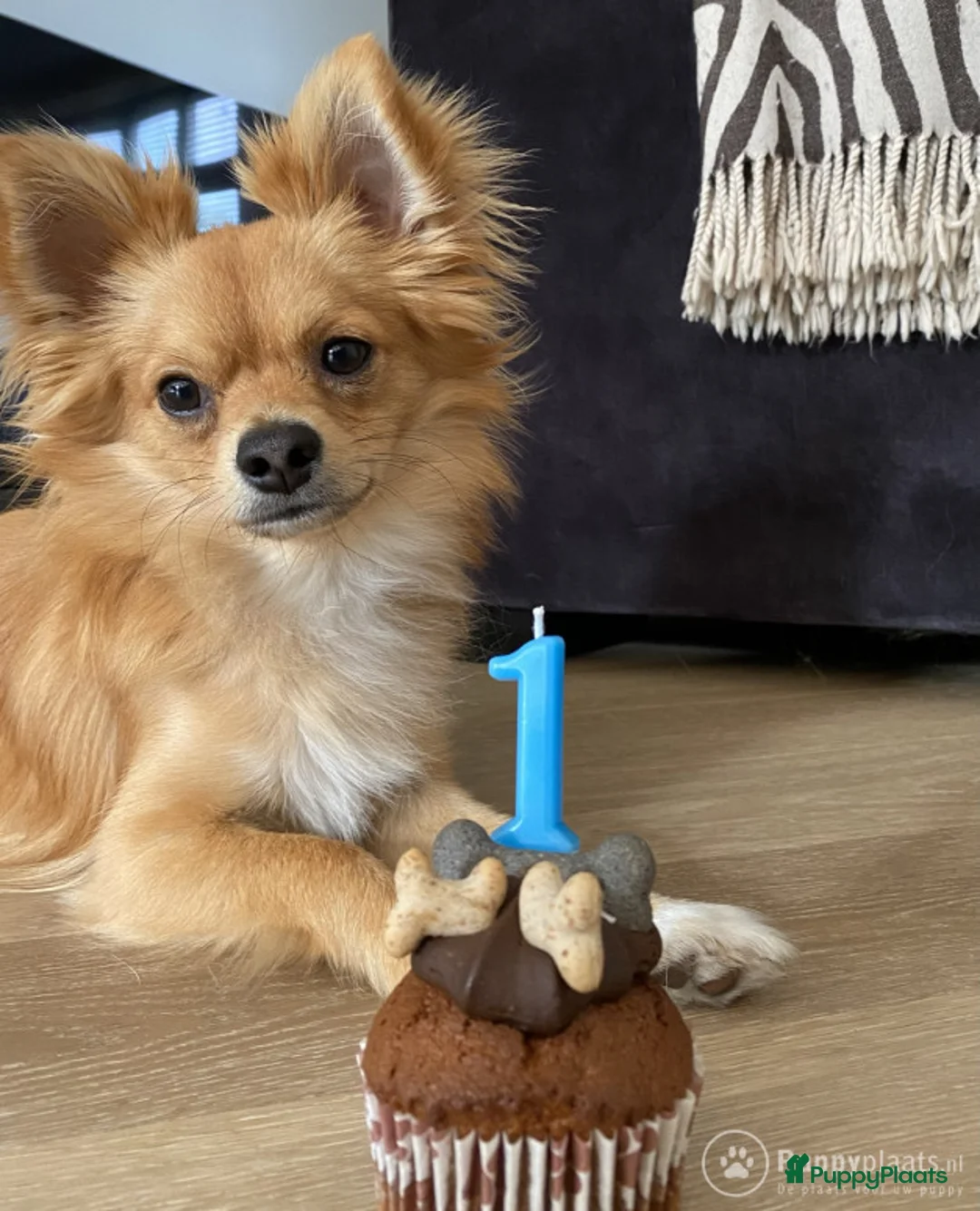 Kruising honden ter dekking: DEKREU Chihuahua x Vlinderhondje - niet te koop in Waalwijk - Advertentie 3