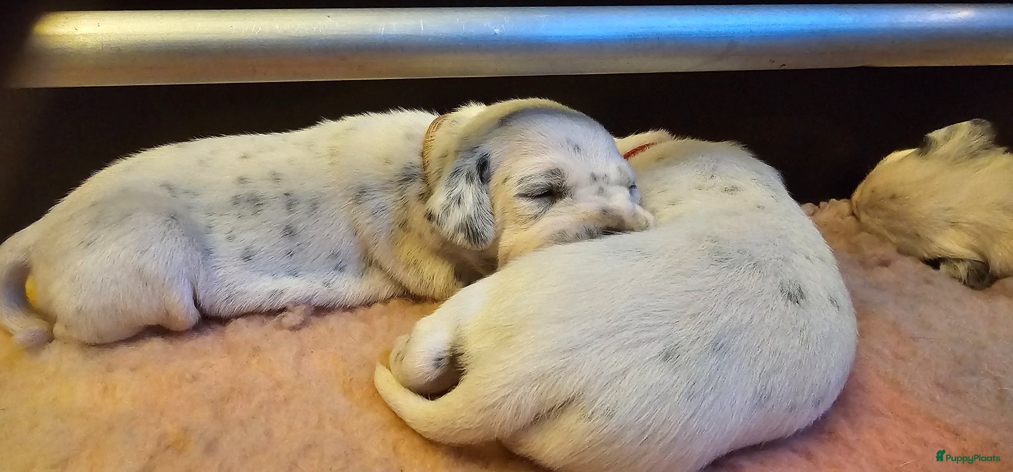 Dalmatiër honden Dalmatiër pups met stamboom  - Advertentie 2