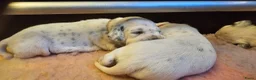 Dalmatiër honden te koop: Dalmatiër pups met stamboom  - Advertentie 9