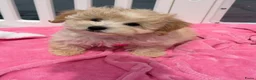 Maltipoo honden te koop: Mini maltipoo pups thuis geboren en grootgebracht - Advertentie 2