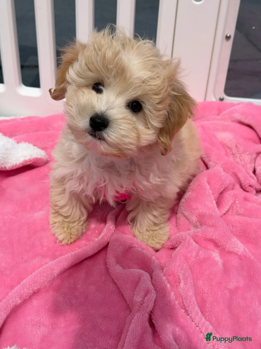 Maltipoo honden te koop: Mini maltipoo pups thuis geboren en grootgebracht - Advertentie 2