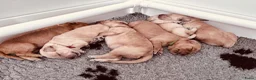 Goldendoodle honden te koop: Standaard goldendoodle pups fleece vacht - Advertentie 10