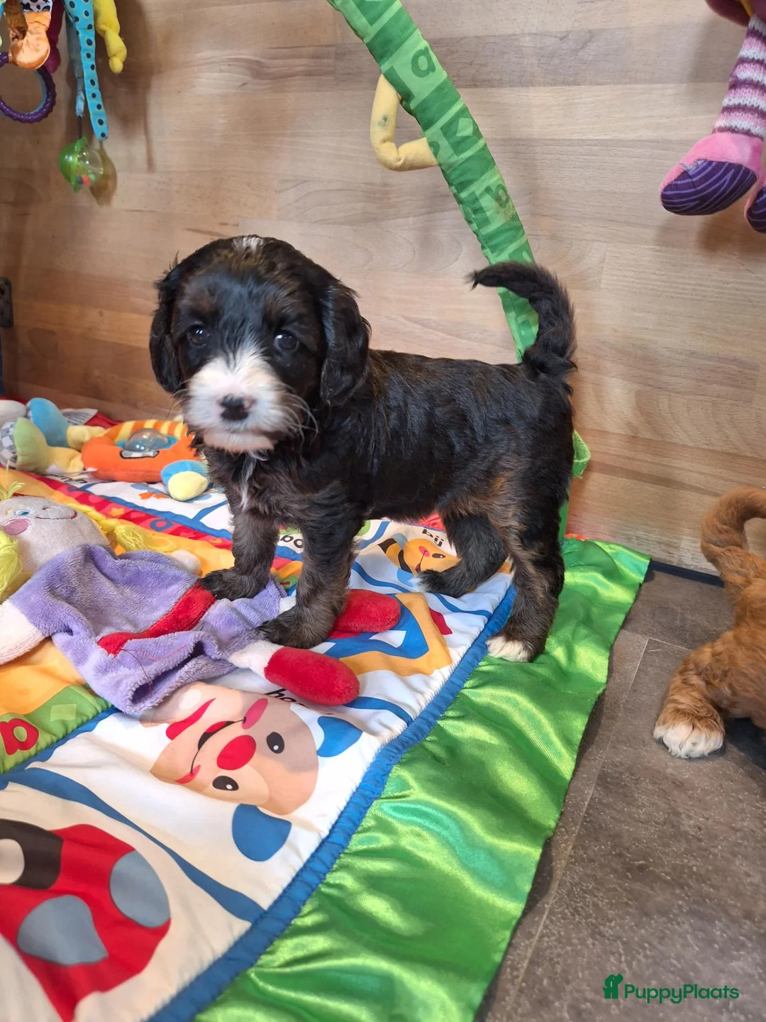Kruising honden te koop: Prachtige mini/medium Australian labradoodle pups - Advertentie 2