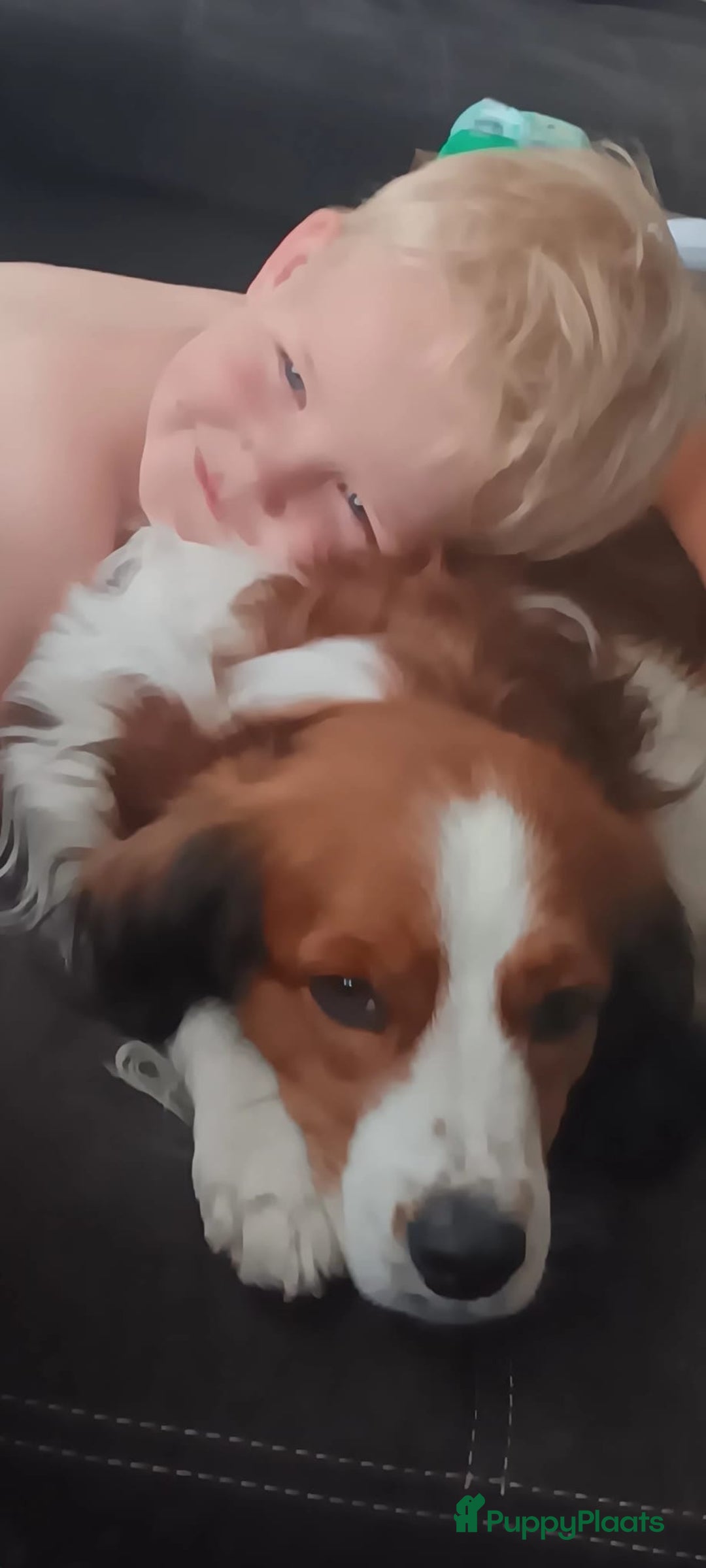 Kooikerhondje honden te koop: Prachtige raszuivere kooikerpups - Afbeelding 3