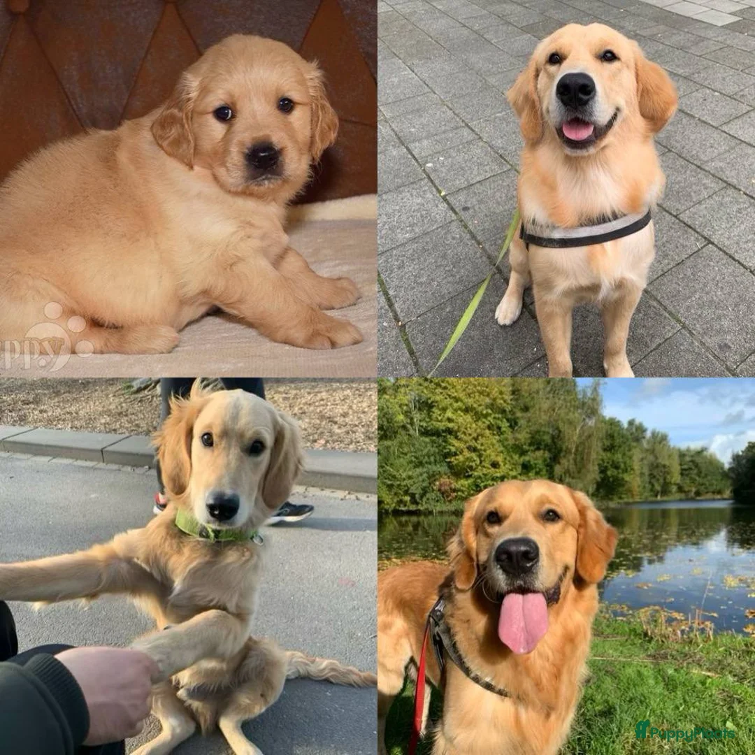 Golden Retriever honden te koop: Loving Golden Retriever (5) Seeking New Home - Advertentie 2