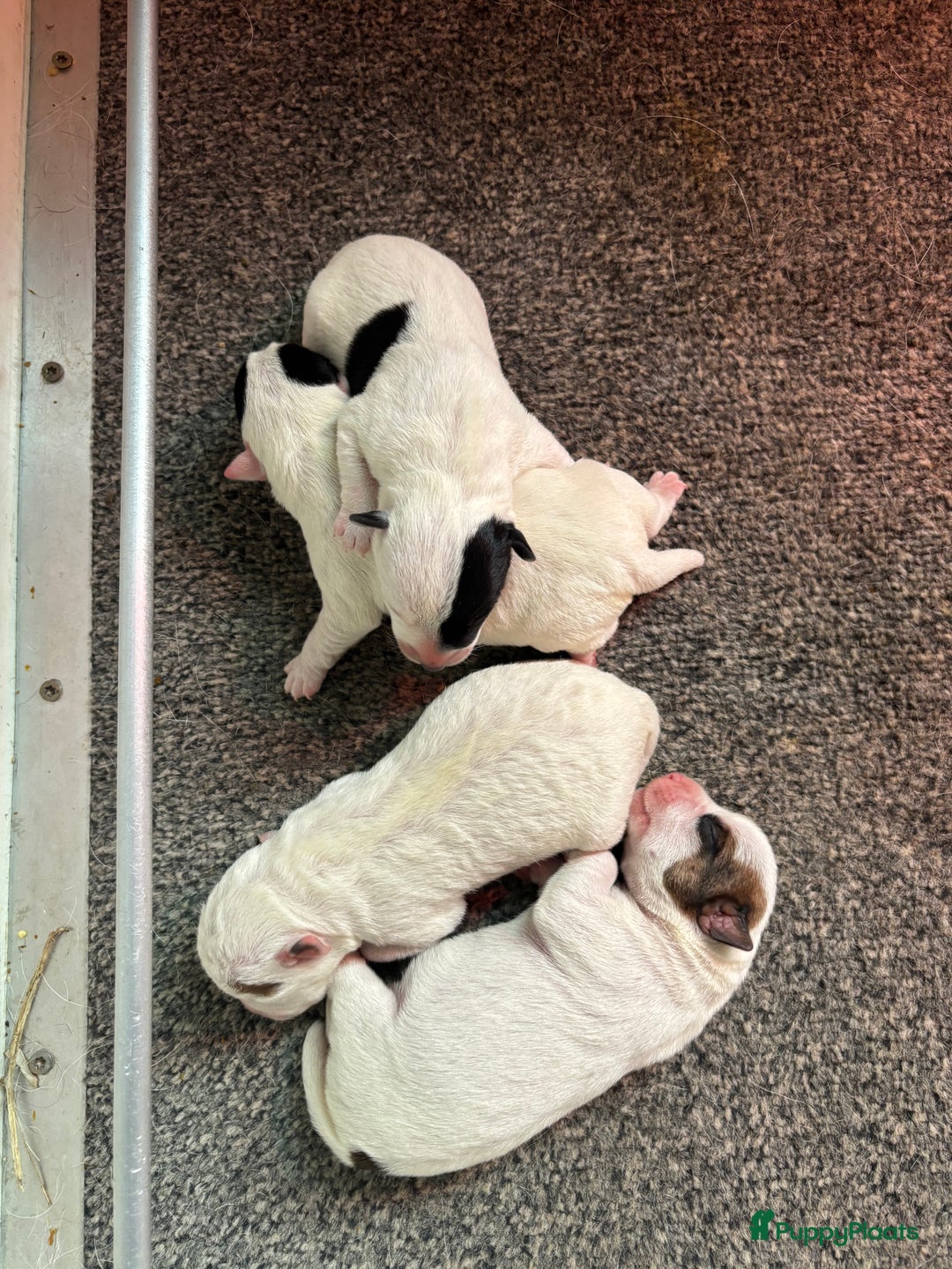 Parson Russell Terriër honden te koop: Parson Russell Terriër pups - Advertentie 6