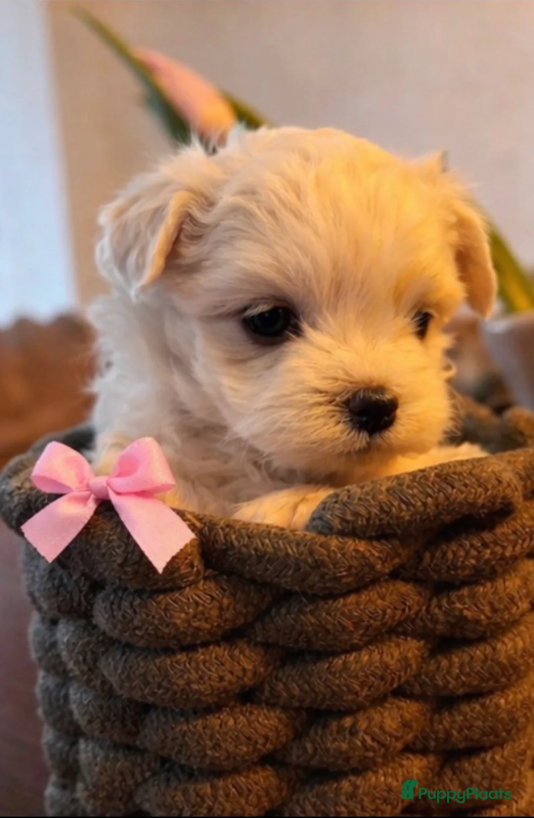 Maltezer honden te koop: Mini Maltezer  - Advertentie 1