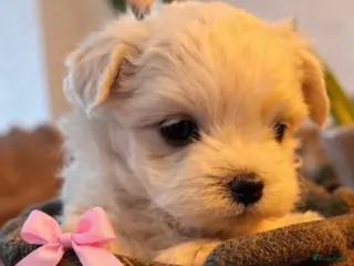 Maltezer honden Mini Maltezer - Advertentie 1
