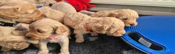 Cockapoo honden te koop: Kleine maat cockapoo pups - Advertentie 21