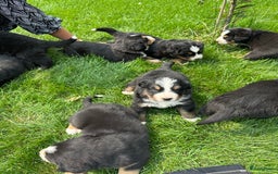Kruising honden te koop: Berner Sennen x Zwitserse Sennen pups - Afbeelding 3