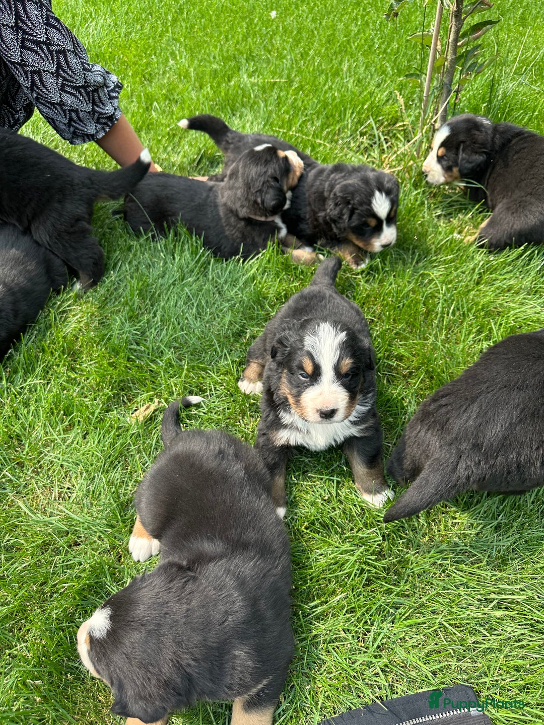 Kruising honden te koop: Berner Sennen x Zwitserse Sennen pups - Afbeelding 3