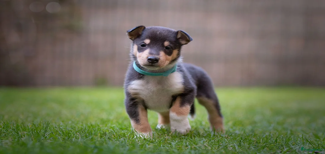 Galerij afbeelding {{count}}