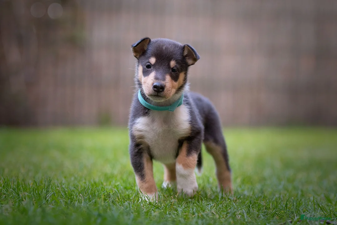 Galerij afbeelding {{count}}