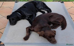 Labrador Retriever honden ter adoptie: lulu en maya twee labrador x  zoeken een en vriend - Afbeelding 3