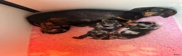 Teckel (korthaar)  honden te koop: Prachtige dwerg teckels  - Advertentie 8