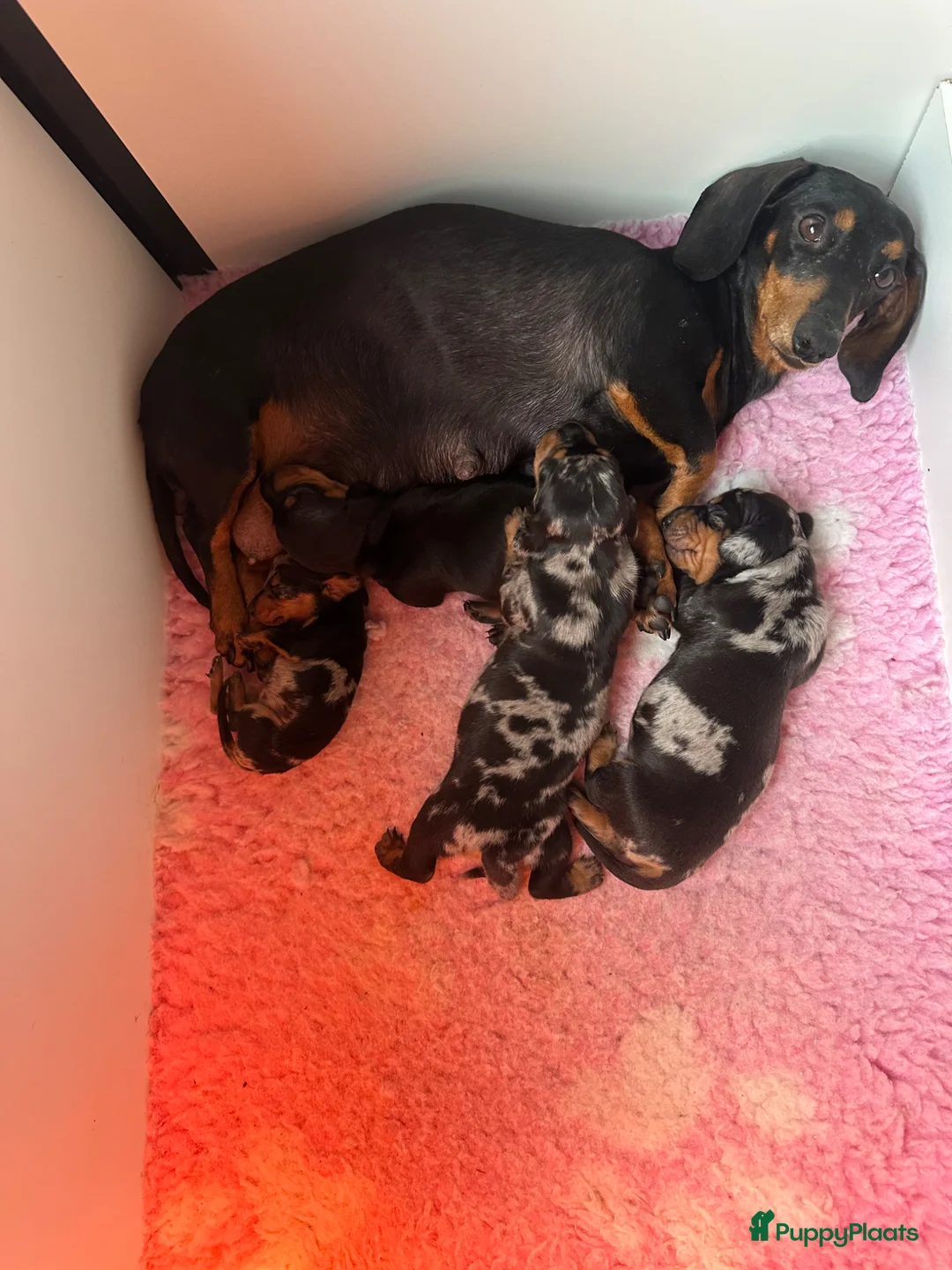 Teckel (korthaar)  honden te koop: Prachtige dwerg teckels  - Advertentie 8