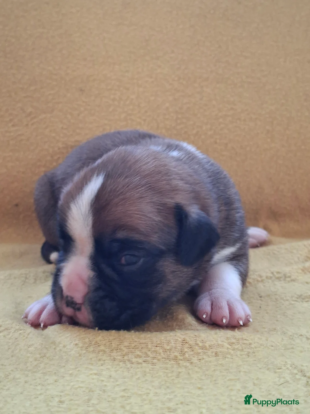 Boxer honden te koop: Boxer puppy's  - Advertentie 2