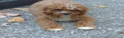 Cavapoo honden te koop: Cavapoo Pups - Advertentie 2