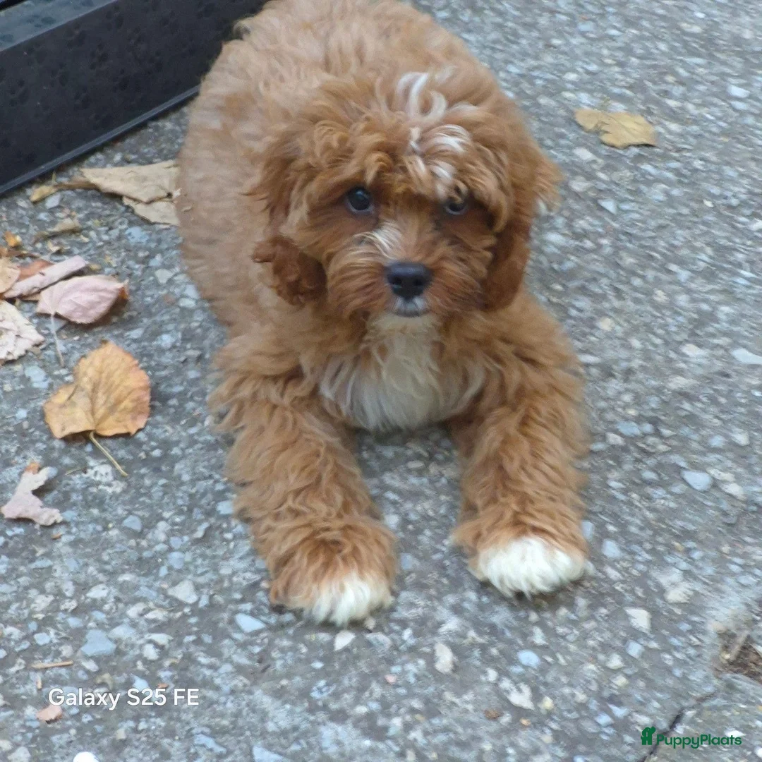 Cavapoo honden te koop: Cavapoo Pups - Advertentie 2