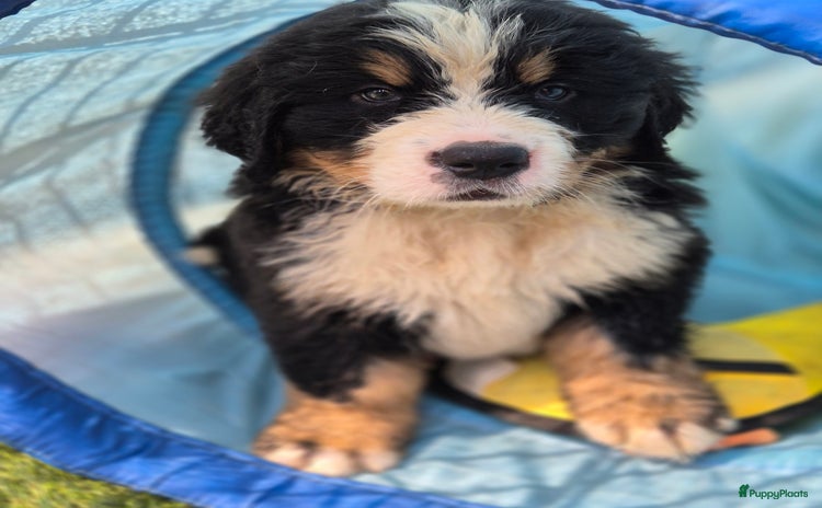 Berner Sennenhond honden in Achterveld - Advertentie 10