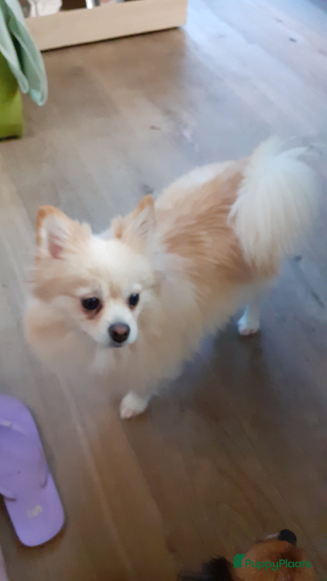 Pomeriaan honden te koop: 4 Prachtige pomeriaan/dwergkees pups. 💙💜 - Advertentie 12