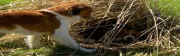 Kooikerhondje honden te koop: Prachtige kooikerpups - Advertentie 7